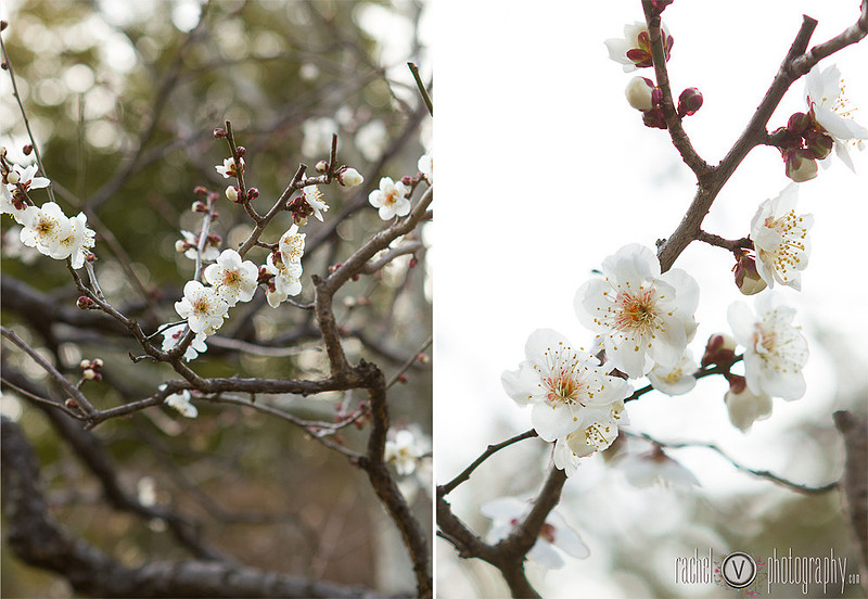 Photography from our trip to Japan, Part 2